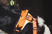 Hurtta harnas Dazzle orange 